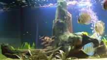 Dekoration im Aquarium Becken 7480