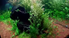 Dekoration im Aquarium Becken 7591