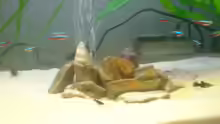 Dekoration im Aquarium Becken 7767