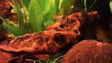 Dekoration im Aquarium Becken 7814