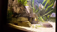 Dekoration im Aquarium Becken 806