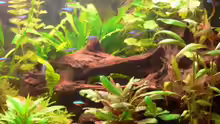 Dekoration im Aquarium Becken 8360