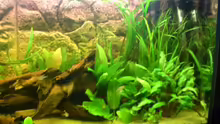 Dekoration im Aquarium Becken 8462
