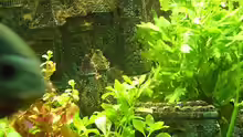 Dekoration im Aquarium Becken 8694