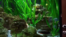 Dekoration im Aquarium Becken 8737
