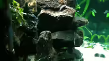 Dekoration im Aquarium Becken 8819