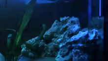 Dekoration im Aquarium Becken 8893