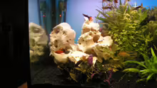 Dekoration im Aquarium Becken 8946