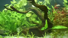Dekoration im Aquarium Becken 9404