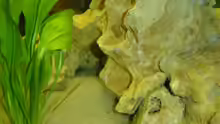 Dekoration im Aquarium Becken 942