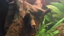 Dekoration im Aquarium Becken 9565