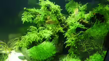 Dekoration im Aquarium Becken 9614