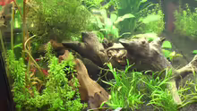 Dekoration im Aquarium Becken 9794