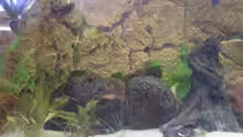 Dekoration im Aquarium Becken 9950