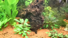Dekoration im Aquarium Bernd`s Pfütze