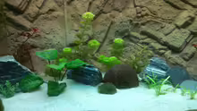 Dekoration im Aquarium Gesellschaftsbecken (nur noch ein Beispiel)