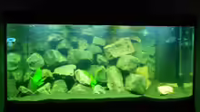 Dekoration im Aquarium Malawi 330Liter