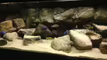 Dekoration im Aquarium Micha´s Malawi Tank (Nur noch als Beispiel)