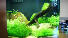 Dekoration im Aquarium Nano Becken