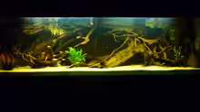 Dekoration im Aquarium Rio Pampo (aufgelöst)