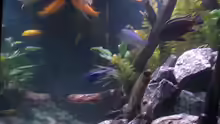 Dekoration im Aquarium Stoneranch