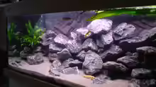 Dekoration im Aquarium Tanganjika-Gesellschaft