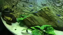 Dekoration im Aquarium Tanganjika/Malawi Mix