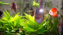 Dekoration im Aquarium Trigon 360
