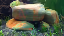 Dekoration im Aquarium westafrika (nur noch als Beispiel)