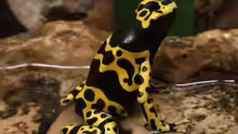 Dendrobates leucomelas