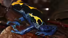 Dendrobates tinctorius