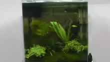 Dennerle Nanocube