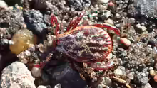 Dermacentor reticulatus