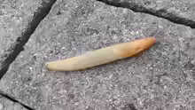 Deroceras reticulatum