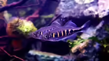 Devario