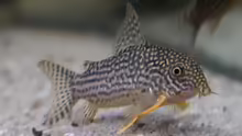 Corydoras sterbai