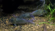 die bei mir altbekannten Corydoras cf.sodalis