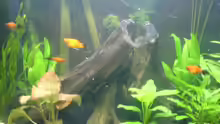 Die ersten 4 Platy