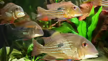 die Geophagus stehen oft als Gruppe in der Strömung