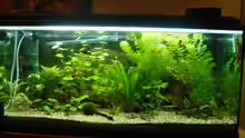 Die Gesamtoptik des Aquariums