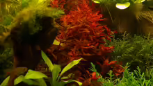 Die rote Pflanze ist Rotala Macranda