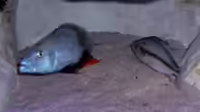 Dimidiochromis  Compressiceps 