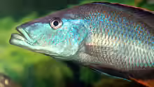 Dimidiochromis compressiceps 