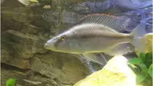 Dimidiochromis Compressiceps Bock