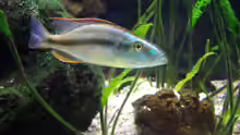 Dimidiochromis compressiceps Mann (Noch nicht ausgefärbt / ausgewachsen)