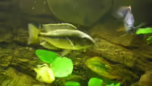 Dimidiochromis kiwinge
