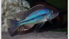 Dimidiochromis strigatus Bock (nicht mehr im Becken)