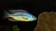 Dimidiochromis strigatus