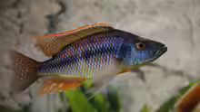 Dimidiochromis strigatus