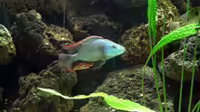 Dimidiochromis strigatus